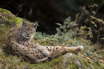 Eurasean lynx Bayerischer Wald Germany