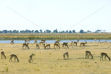 Group of Impalas eating near a river Botswana