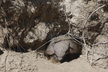 Large hairy armadillo on sand Patagonia Argentina