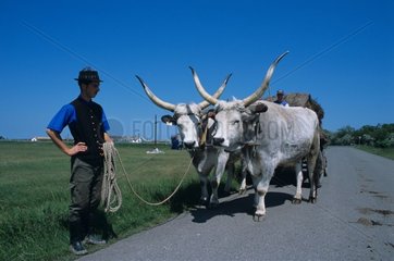 Oxen of Hungary National park of Hortobagy Hungary