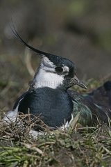 Northern lapwing on nest United-Kingdom