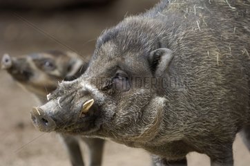 Portrait of a Visayan warty pig Philippines