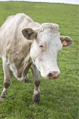 Charolaise Kuh  die an der blauen Zungenkrankheit Frankreich leidet