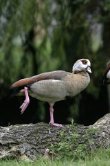 Egyptian goose stretching its foot