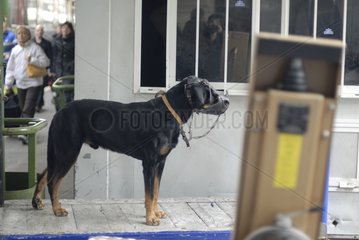 Dog muzzle Paris Gare de Lyon France