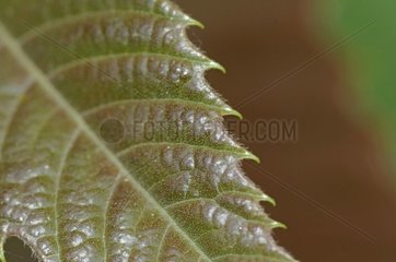 Tooth of leaf