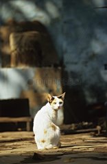 Cat sitting in the sun India