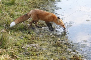 Young Red fox drinking