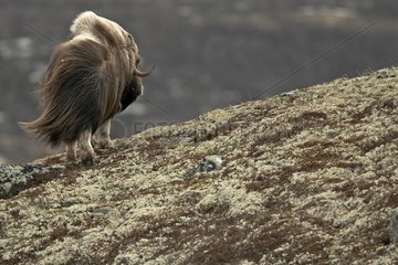 Muskox in the tundra at spring Norway