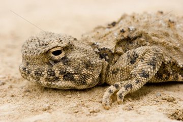 Portrait de gecko dans la steppe de l'ouest du Kazakhstan