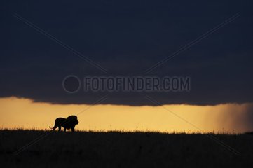 Lion silhouette at sunset Kenya