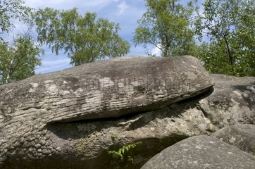Sandstone rocks in the massif of Fontainebleau France
