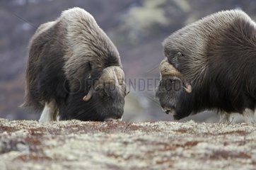 Muskoxes facing in the tundra Dovrefjell Park Norway