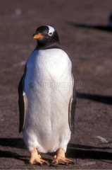 Adult Gentoo penguin in January Falkland
