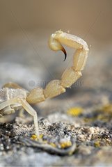 Stinger of a Yellow scorpion Vidauban France