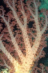 Stachelkorallen Neukaledonien