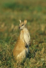 Portrait of Agile Wallaby eating Mary River National Park