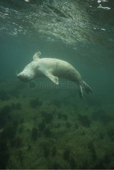 Grey Seal swimming Jentilez France