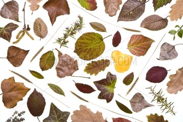 Dead leaves of winter on a white background France