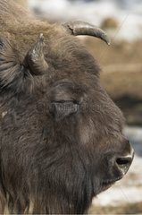 Portrait of European Bison