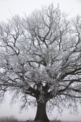 Tree in the countryside in winter