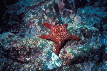 Sea star on a coral reef Galapagos