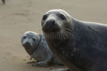 Female Grey seal and its young Donna Nook UK