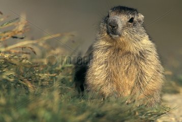 Portrait of young Alpine Marmot Vanoise National Park France