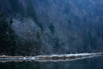 Bank and forest along the river Doubs in winter Switzerland