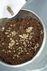 Basil seeds in a pot