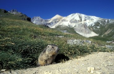 Marmotton des Alpen am Ausgang des Terrier Alpen Frankreich