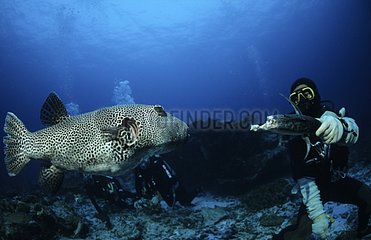 Diver feeding a Starry toadfish Phuket Thailand