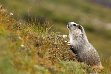 Hoary Marmot beobachtet in Alaska