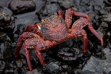 Sally lightfoot crab on a stony coast Galápagos