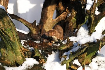 Weasel among dead branches in snow