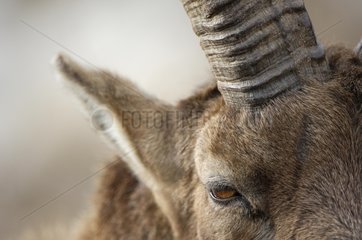 Detail von Ibex's Head Maurienne Valley Savoie France