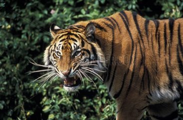 Tigre de Sumatra grognant Asie