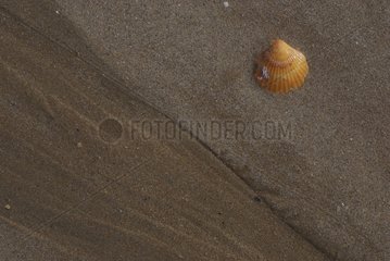 Muschel auf Sand Charentes Frankreich