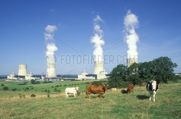 Vaches dans un pré devant la centrale nucléaire de Cattenom