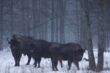 European bisons in snowy undergrowth Bialowieza Poland