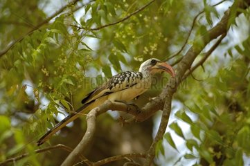 Red-billed Hornbill perched on a tree Senegal