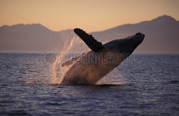 Humpback Whale breaching at sunset Alaska