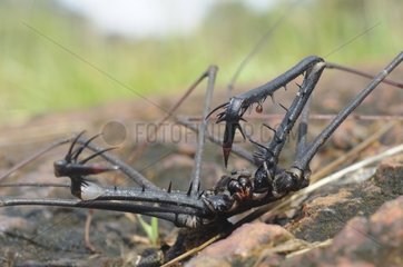 South American Whip Spider French Guiana
