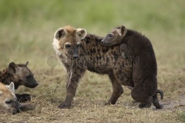 Young Speckled Hyenas Masai Mara Reserve Kenya