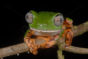 Porträt von Tiger gestreiftem Blatt Frosch Französisch -Guayana