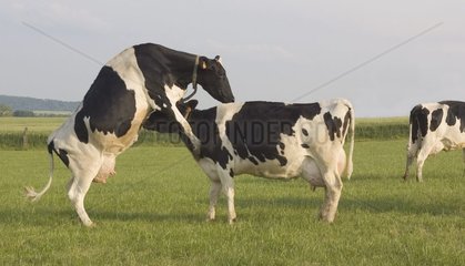 Prim'Holstein en chaleur grimpant sur une autre femelle