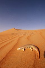 Scinque oriental dans le désert Emirats Arabes