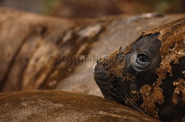 Southern Elephant Seal moulting on Macquarie Island