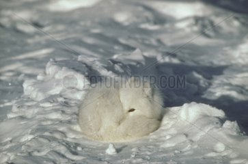 Renard polaire avec son pelage d'hiver au repos Canada