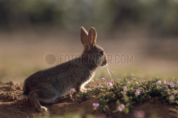 Wild rabbit at the exit of its burrow France